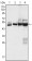 CK7 Primary Antibody MP30013 [M5D12]