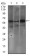 FCER1A Primary Antibody MP30466P  [M1F2A9]