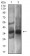 EPCAM Primary Antibody MP30630 [M7B5C10]