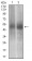 PTPN1 Primary Antibody MP30702 [M4F8F11]