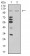 MIB1 Primary Antibody MP31100 [M6A9C9]