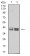 HLA-B Primary Antibody MP31114 [M2G7B10]