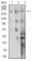 CD104 Primary Antibody MP31347 [M5G3G5]