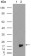 Survivin Primary Antibody MP20176 [M2H5H2]
