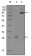 EphB2 Primary Antibody MP20199 [M2D12C6]