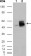 FRK Primary Antibody MP20237 [M1A8H2C12]