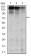 MSH6 Primary Antibody MP30283 [M5B11]