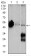 ENO2 Primary Antibody [M5D3]