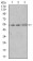 SPIB Primary Antibody MP30404 [M4G5]