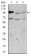 NEFM Primary Antibody MP30411 [M2G12]