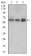 BMPR1A Primary Antibody MP30446A [M4B7B2]