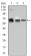 TRAFD1 Primary Antibody MP30460P [M8E6E7]