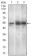 PAX3 Primary Antibody MP30482P  [M7D8G7]