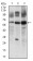 CFLAR Primary Antibody MP30511 [M7A3D12]