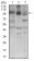 NBN Primary Antibody MP30612 [M7E4A2]