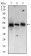 MAP2K5 Primary Antibody MP30650 [M5H11B10]