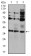 CIDEC Primary Antibody MP30818 [M7C12F11]