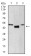 LEF1 Primary Antibody MP30932 [M1A4B11]