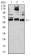CD209 Primary Antibody MP31357 [M5C2G9]