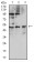 CD127 Primary Antibody MP31599 [M3F5D9]