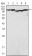LSD1/AOF2 Primary Antibody MP20055 [M1B2E5]