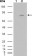 FGFR4 Primary Antibody MP20145 [M4H2B10B2]