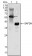 MATK Primary Antibody MP20390 [M9D7]