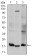 UBE2I Primary Antibody MP30281 [M1B10]