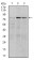 RSK2 Primary Antibody MP30286 [M4E10]