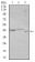 CEBPA Primary Antibody MP30353 [M5B7]