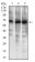 ABCG5 Primary Antibody MP30518 [M1B5E10]