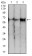 PDPK1 Primary Antibody MP30806 [M3H3D9]