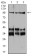 Neuropilin-1 Primary Antibody MP30824 [M5B1E11]