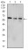 WNT3A Primary Antibody MP30902 [M1E6G4]