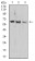 PRDM14 Primary Antibody MP30972 [M4C8B6]