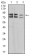 IL1RAPL1 Primary Antibody MP30980 [M2H3C12]