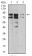 IL1RAPL1 Primary Antibody MP30981 [M3E3D12]