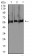 RBFOX3 Primary Antibody MP31081 [M5A4B9]