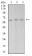 PAK3 Primary Antibody MP31173 [M4G8A5]