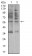 AMY1A Primary Antibody MP31182 [M5G6F7]