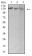 BCR Primary Antibody MP31261 [M1E11G12]