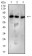 BTRC Primary Antibody MP31282 [M3D5E6]
