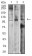GRM2 Primary Antibody MP31340 [M6E4F6]