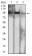 NFKB2 Primary Antibody MP31639  [M5E6A12]