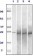 Rab25 Primary Antibody MP20046 [M3F12F3]
