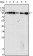 Dynamin-1 Primary Antibody MP20072 [M3G4B6]