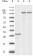 Dynamin-2 Primary Antibody MP20109 [M5E4C2F3]