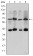 CRTC3 Primary Antibody MP30169 [M5G9]