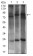 DNM1L Primary Antibody MP30569 [M4A4C7]