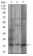 CAV2 Primary Antibody MP30645 [M5E9E2]
